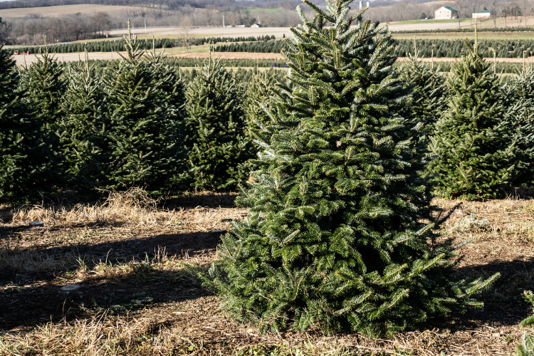 Peacock Tree Farm